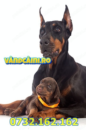 Firma Autorizata- Doberman de Vanzare cu carnet,pasaport,microcip,factura-Livrare la Timisoara - imagine 2