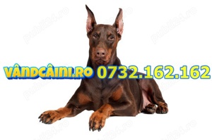 Firma Autorizata-Doberman de vanzare cu pasaport, microcip, carnet, factura si livrare la Bucuresti - imagine 1