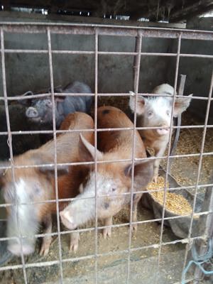 Vând porci de carne 