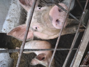 vând porc Pietrain la 1400 de lei 