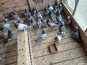 porumbei voiajori - imagine 2