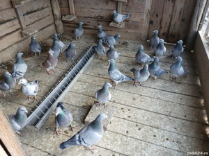 porumbei voiajori - imagine 3