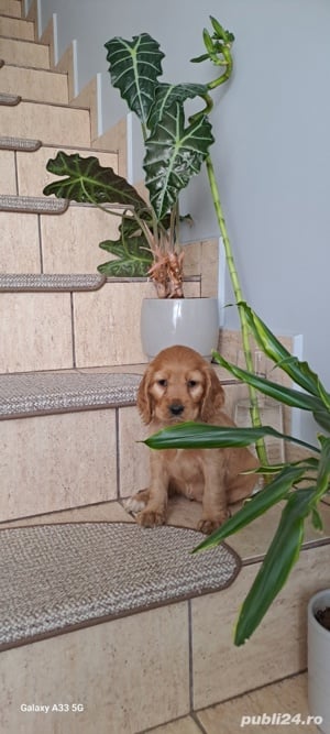 Puiuț cocker spaniel 