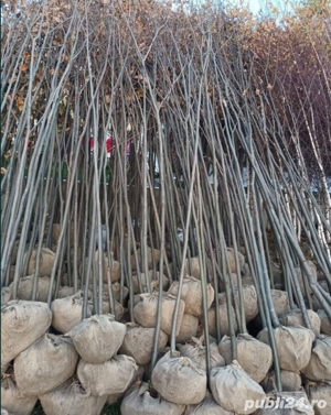 copacii ornamentalii