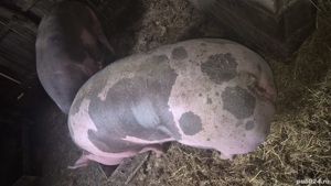 pietrain belgian  - imagine 2