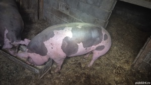 pietrain belgian  - imagine 3