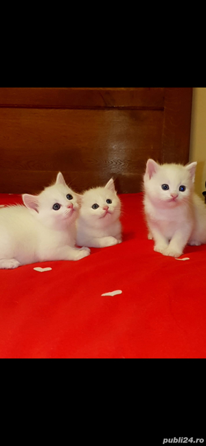 Pui Pisica Persana - imagine 3