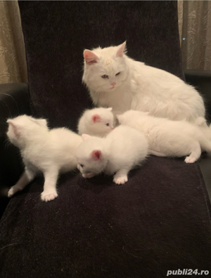 Pui Pisica Persana - imagine 2