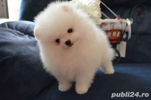 pomeranieni boo superbi