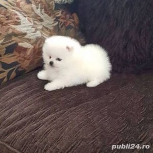  pomeranian boo tea- cup - imagine 3