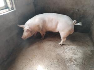 Monta artificiala scroafe , material seminal vier , purcei de vanzare , scrofite de vanzare !