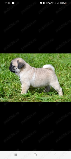Mops pug 4 fetite si 1 baietel - imagine 2