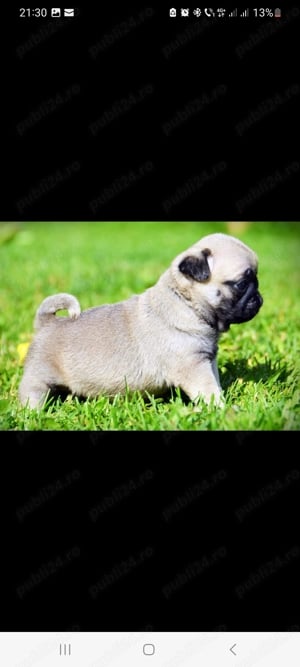 Mops pug 4 fetite si 1 baietel