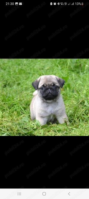 Mops pug 4 fetite si 1 baietel - imagine 3