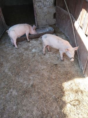 Purcele de vanzare
