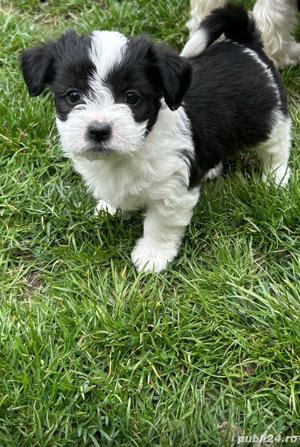 Bichon havanez