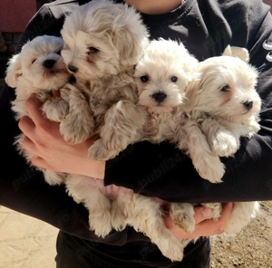  Bichon Maltez   