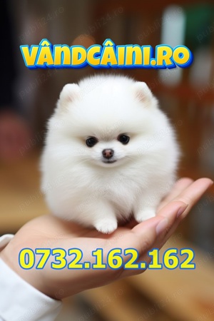 Pomeranian talie mica de Vanzare cu Factura,Carnet,Microcip,Pasaport-Livrare la Focsani - imagine 5