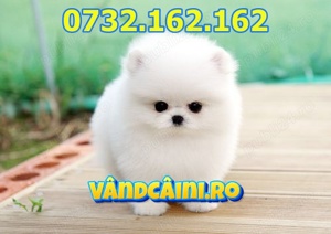 Firma Autorizata-Pomeranian toy de vanzare cu carnet, microcip, factura,pasaport-livrare la Iasi