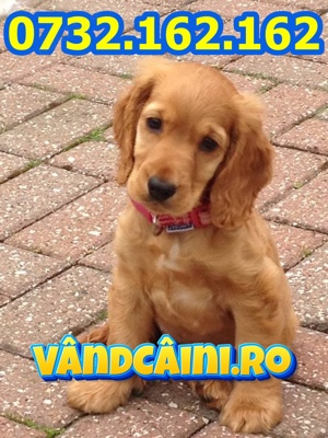 Firma Autorizata-Cocker Spaniel de vanzare cu carnet,microcip,factura+livrare la Timisoara - imagine 2