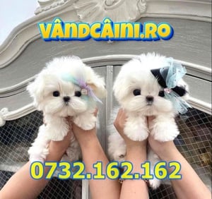 Firma Autorizata- Bichon Maltese toy de vanzare cu carnet,microcip,factura,garantie,livrare la Iasi