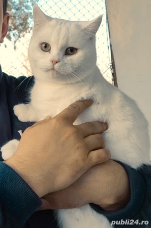 motan british shorthair white