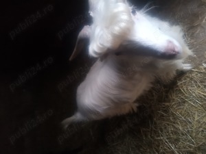 Vând Țap de un an