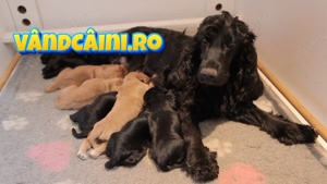 Firma Autorizata-Cocker Spaniel de vanzare,rasa pura,factura,garantie,test,microcip,livrare la Iasi - imagine 4