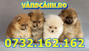 Firma Autorizata-Pomeranian Mini Boo de vanzare cu microcip,carnet,pasaport,livrare la Timisoara
