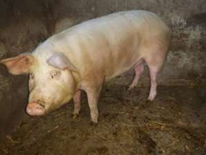 Vand porc pt sacrificare