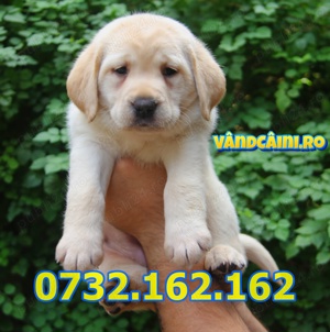 Firma Autorizata-Labrador de vanzare cu carnet,microcip,factura,pasaport, livrare la Iasi - imagine 5