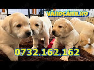 Firma Autorizata-Labrador de vanzare cu carnet,microcip,factura,pasaport, livrare la Iasi - imagine 4