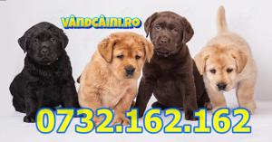 Firma Autorizata-Labrador Retriever cu Factura,Microcip,Carnet,Pasaport,Livrare la Sibiu - imagine 2