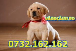 Firma Autorizata-Labrador de vanzare cu Factura,Garantie,Microcip,Carnet,Pasaport-livrare la Suceava