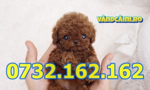 Firma Autorizata-Caniche Mini Poodle toy de vanzare cu carnet,factura,pasaport+livrare la Timisoara