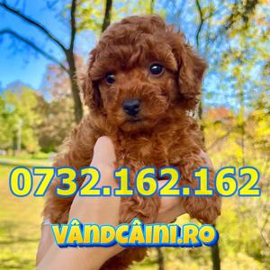 Firma Autorizata-Caniche pitic de vanzare cu microcip,factura,carnet,pasaport,livrare la Bucuresti