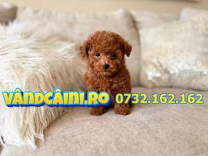Firma Autorizata-Caniche pitic de vanzare cu microcip,factura,carnet,pasaport,livrare la Bucuresti - imagine 5