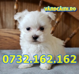 Firma Autorizata-Bichon Maltese toy de vanzare cu factura,carnet,microcip,livrare la Cluj Napoca - imagine 4