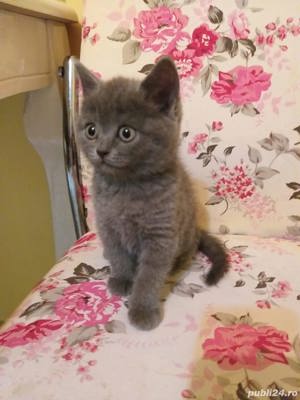 british shorthair blue