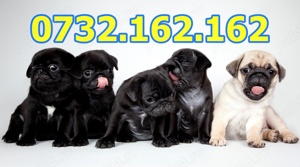 Firma Autorizata-Mops Pug de vanzare cu carnet, vaccin, factura, pasaport-livrare la Bucuresti - imagine 2