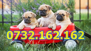 Firma Autorizata-Mops Pug de vanzare cu carnet, vaccin, factura, pasaport-livrare la Bucuresti