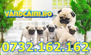 Firma Autorizata-Mops Pug de vanzare cu carnet, vaccin, factura, pasaport-livrare la Bucuresti - imagine 4