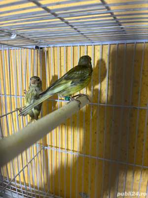 canari razza spaniola - imagine 2