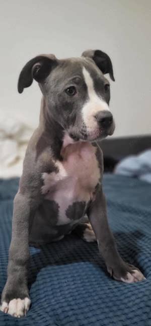 American Staffordshire Terrier