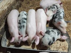 Vând purecii crescuți natural  - imagine 2