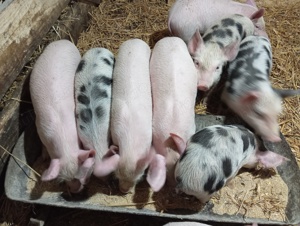 Vând purecii crescuți natural  - imagine 3