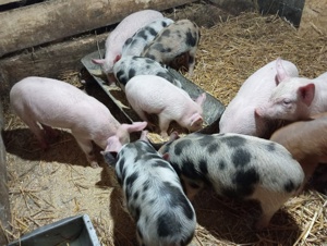 Vând purecii crescuți natural  - imagine 4