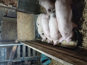 Vând purecii crescuți natural  - imagine 6