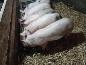 Vând purecii crescuți natural  - imagine 7