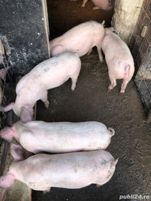 Purcei rotisor - imagine 2